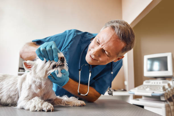 Best Emergency Treatment for Dental Infections or Abscesses in Westfield Center, OH